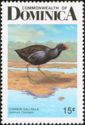 Common Gallinule (Gallinula chloropus)