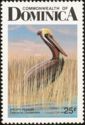 Brown Pelican (Pelecanus occidentalis)