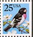 Rose-breasted Grosbeak (Pheucticus ludovicianus)