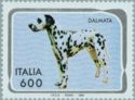 Dalmatian (Canis lupus familiaris)