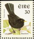 Common Blackbird (Turdus merula)