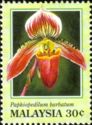 Penang Slipper Orchid (Paphiopedilum barbatum)
