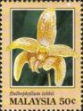 Lobb's Bulbophyllum (Bulbophyllum lobbii)