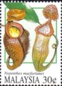 Pitcher Plants - Nepenthes macfarlanei