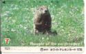 7Eleven: Thought of the earth today - 7521 - Marmot