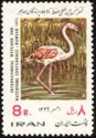 Greater Flamingo (Phoenicopterus ruber roseus) 