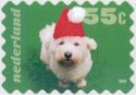 "Dog wearing Christmas Hat (Casper Heijstek, Mirjam Cnosser)