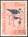 Black-necked Stilt (Himantopus himantopus)