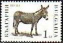 Donkey (Equus asinus asinus)