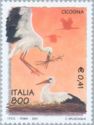 White Stork (Ciconia ciconia)