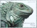Lesser Antillean Iguana (Iguana delicatissima) 