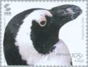 African Penguin (Spheniscus demersus)