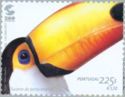 Common Toucan (Ramphastos toco)
