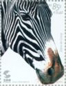 Grevy's Zebra (Equus grevyi)