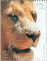 Lion (Panthera leo)
