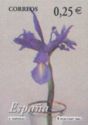 Iris flower
