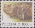 Siberian Cat (Felis silvestris catus)