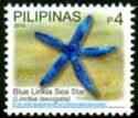 Blue Linkia Sea Star (Linckia laevigata)