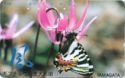 Swallowtail butterfly (Yamagata)