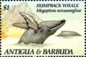 Humpback Whale (Megaptera novaeangliae)