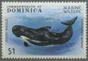 Long-finned Pilot Whale (Globicephala melaena)