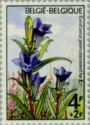 Marsh Gentian (Gentiana pneumonanthe)