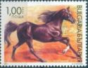 Arabian Horse (Equus ferus caballus)
