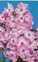 Phlox "Youth"