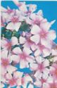 Phlox "Rose Bride"