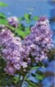 Lilac "Gismonda"