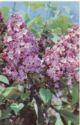 Lilac "Seedling GBS-727"