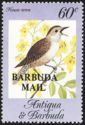 House Wren (Troglodytes aedon) - Overprinted