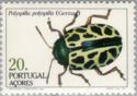 Leaf Beetle (Polyspilla polyspilla) 