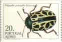 Leaf Beetle (Polyspilla polyspilla) 