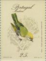 Madeira Firecrest (Regulus madeirensis)