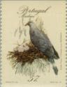 Trocaz Pigeon (Columba trocaz)
