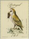 Madeira Barn Owl (Tyto alba schmitzi)