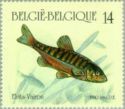 Eurasian Minnow (Phoxinus phoxinus)