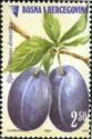 Plum (Prunus domestica)