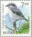 Great Grey Shrike (Lanius excubitor)
