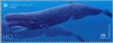 Sperm Whale (Physeter macrocephalus)