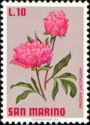 Chinese Peony (Paeonia lactiflora)