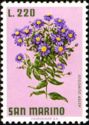 New York Aster (Aster dumosus)