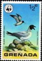 Black-headed Gull (Larus ridibundus)