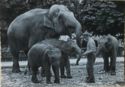 Elephant and 3 Babies with keeper