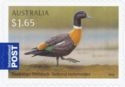 Australian Shelduck (Tadorna tadornoides)