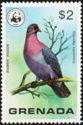 Ramier Pigeon (Columba squamosa)