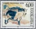 Balkan Goat (Capra hircus)