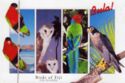 Birds of Fiji