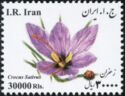 Crocus sativus